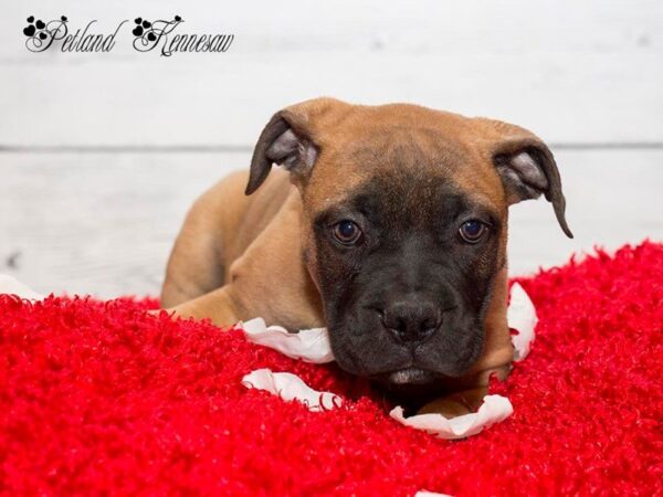 Bull Mastiff-DOG-Male-Red-19922-Petland Mall of Georgia