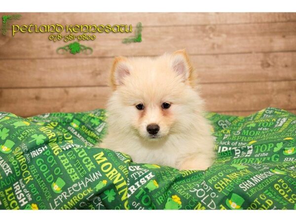 Pomsky 2nd Gen DOG Female Cream 19961 Petland Mall of Georgia