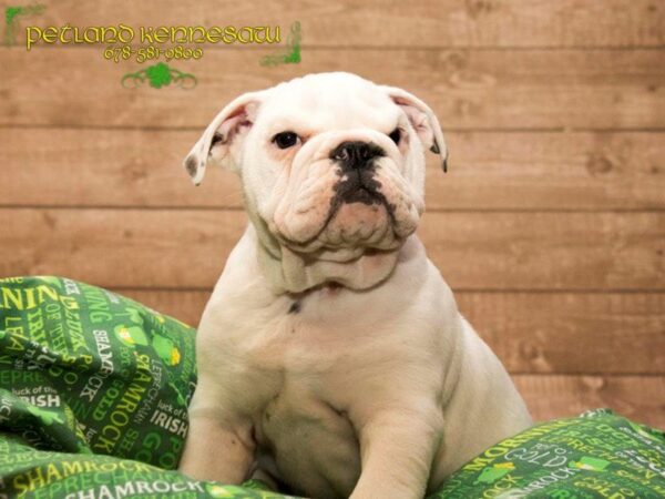 English Bulldog-DOG-Male-White-20019-Petland Mall of Georgia