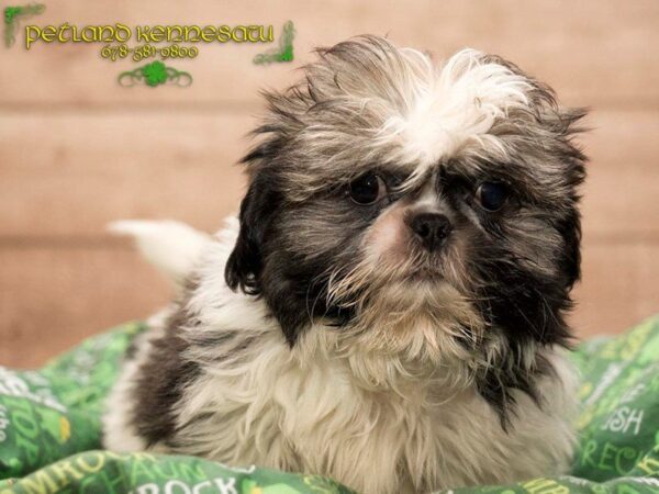 Shih Tzu DOG Male Silver / White 20013 Petland Mall of Georgia