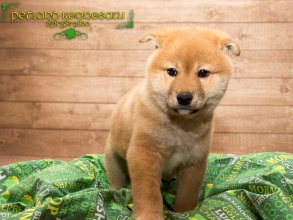 Shiba Inu DOG Male Red Sesme 20005 Petland Mall of Georgia