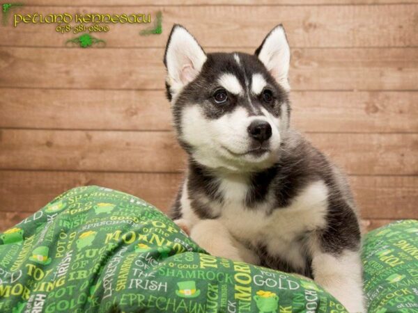 Siberian Husky-DOG-Female-Black / White-20002-Petland Mall of Georgia