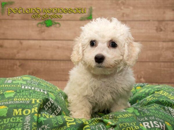 Bichon Frise-DOG-Male-White-19998-Petland Mall of Georgia