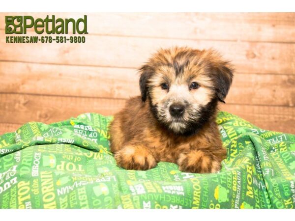 Soft Coated Wheaten Terrier-DOG-Female-Wheaten-20059-Petland Mall of Georgia