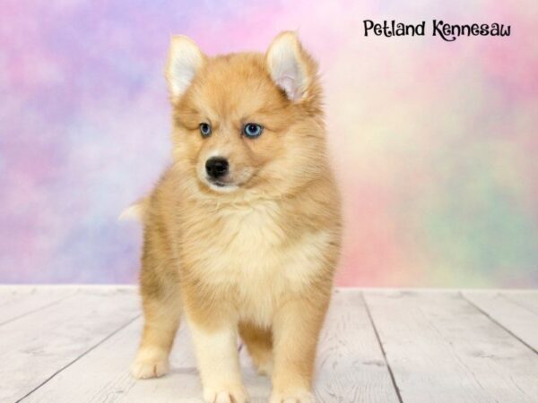 Pomsky-DOG-Female-ORG SBL:MRL MKGS-20177-Petland Mall of Georgia