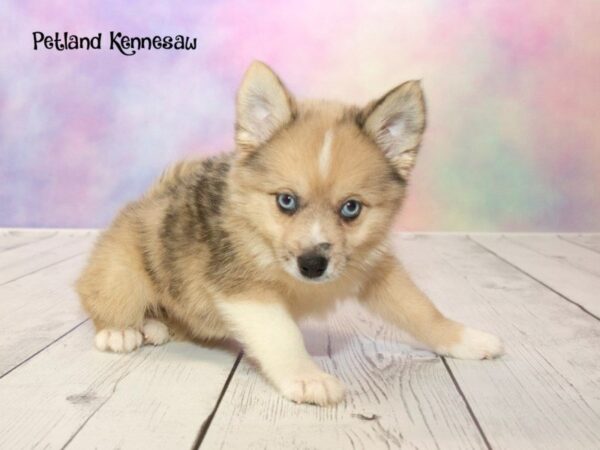 Pomsky-DOG-Female-CR SBL:MRL MKGS-20176-Petland Mall of Georgia