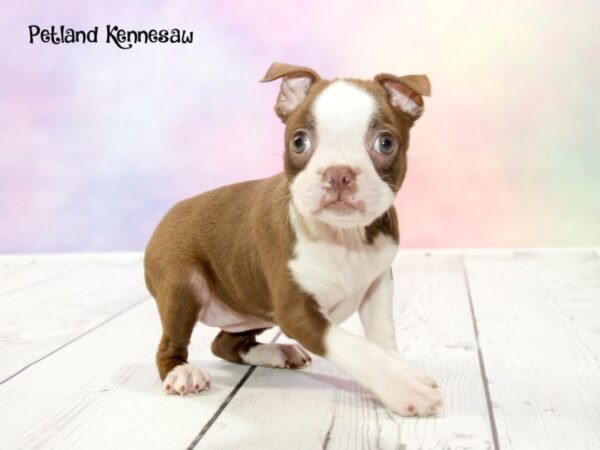 Boston Terrier DOG Female SL & WH 20174 Petland Mall of Georgia