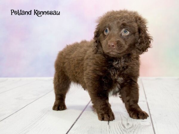 Mini Labradoodle-DOG-Male-Chocolate-20170-Petland Mall of Georgia