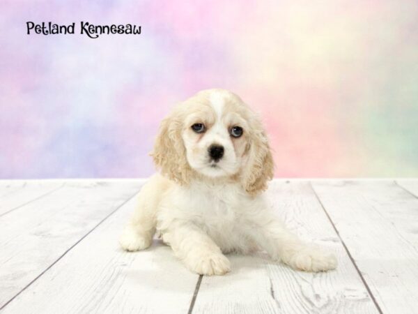 Cocker Spaniel-DOG-Female-Brown / White-20161-Petland Mall of Georgia