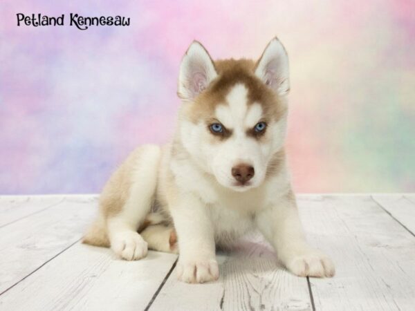 Siberian Husky-DOG-Male-Red and White-20159-Petland Mall of Georgia