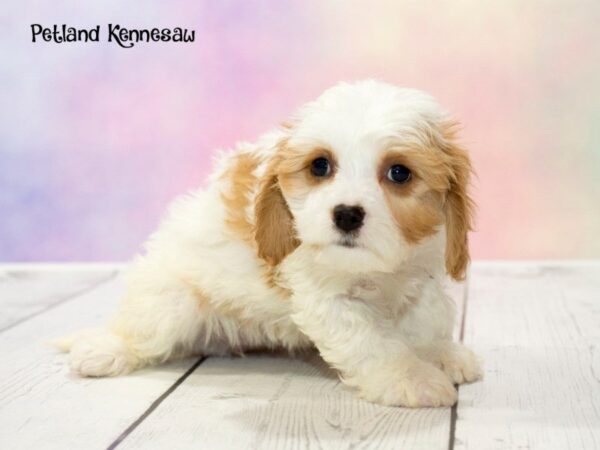 Cavachon-DOG-Female-Brown and White-20155-Petland Mall of Georgia