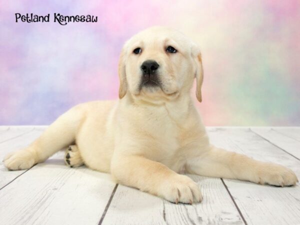 Labrador Retriever-DOG-Male-Yellow-20153-Petland Mall of Georgia