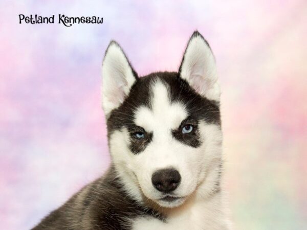 Siberian Husky-DOG-Male-Black / White-20152-Petland Mall of Georgia