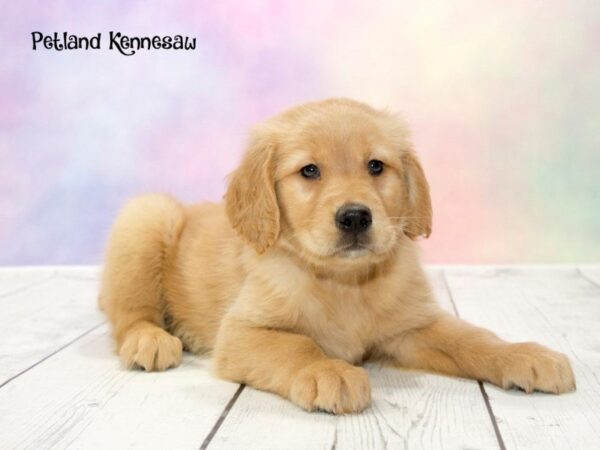 Golden Retriever-DOG-Female-Golden-20151-Petland Mall of Georgia