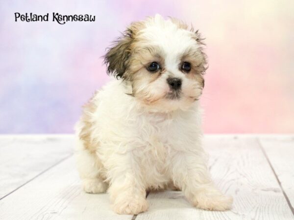 Teddy Bear-DOG-Male-White and Brown-20184-Petland Mall of Georgia