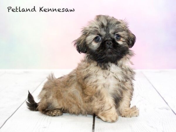 Shih Tzu DOG Female Brown 20208 Petland Mall of Georgia