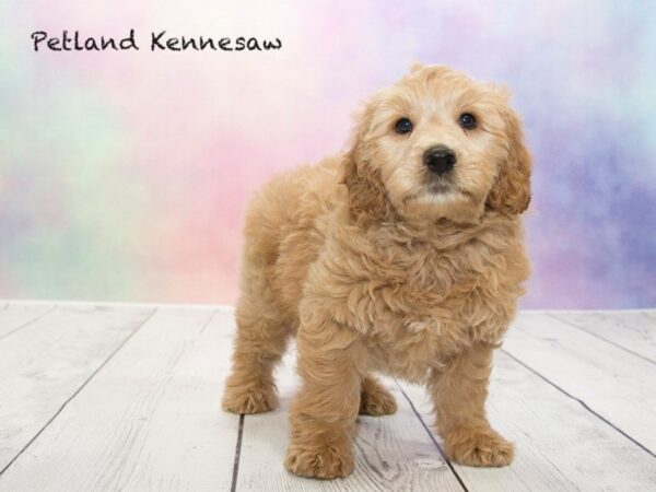 Goldendoodle Mini-DOG-Male-Apricot-20199-Petland Mall of Georgia