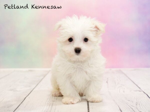 Maltese-DOG-Male-WH:BLK PTS-20190-Petland Mall of Georgia