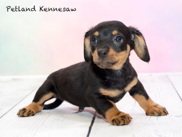 Chiweenie-DOG-Male-BLK & TN-20189-Petland Mall of Georgia