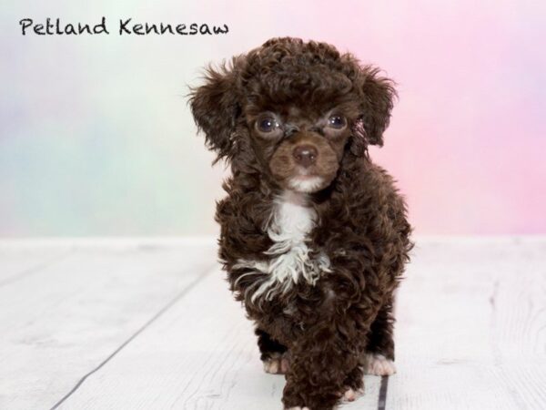 Poodle-DOG-Female-BR-20188-Petland Mall of Georgia