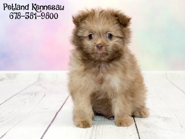 Pom Shih-DOG-Male-Cream-20238-Petland Mall of Georgia