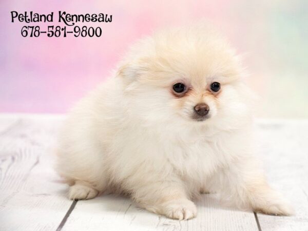 Pomeranian-DOG-Male-CR-20213-Petland Mall of Georgia