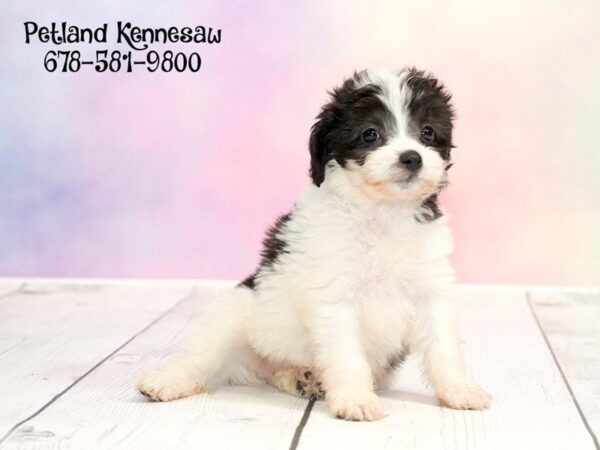 Mini Aussiepoo-DOG-Female-BLK:PRTI-20218-Petland Mall of Georgia