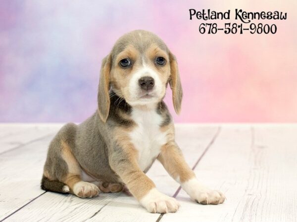 Beagle-DOG-Female-Black White / Tan-20224-Petland Mall of Georgia