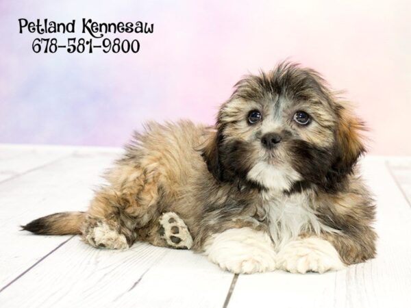 Lhasa Apso DOG Male Grizzle 20226 Petland Mall of Georgia