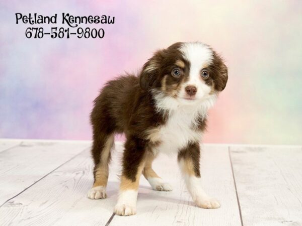 Miniature Australian Shepherd-DOG-Male-Red-20228-Petland Mall of Georgia