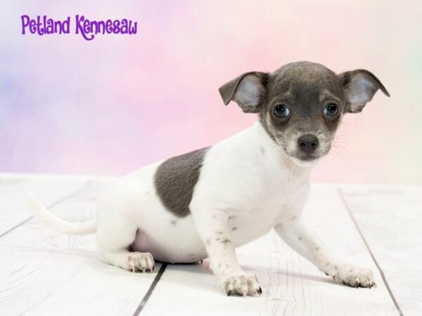 Chihuahua-DOG-Female-BLK & TN:SPTD ON WH-20253-Petland Mall of Georgia