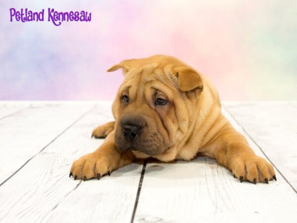 Shar Pei-DOG-Male-RD-20252-Petland Mall of Georgia