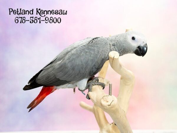 Congo African Grey BIRD Male Grey 20107 Petland Mall of Georgia