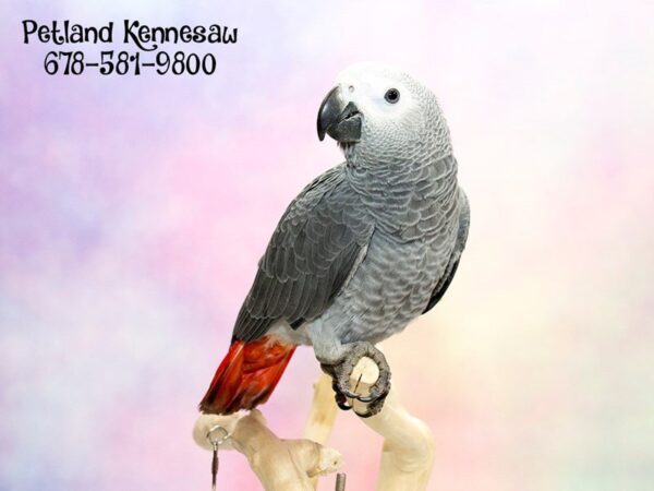 Congo African Grey-BIRD-Female-Grey-20106-Petland Mall of Georgia