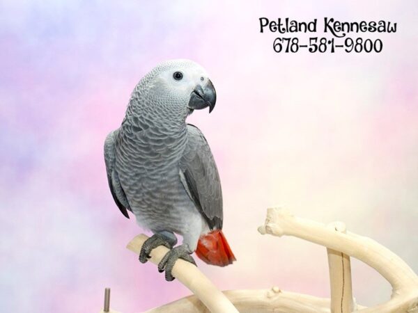 Congo African Grey BIRD Female Grey 20105 Petland Mall of Georgia