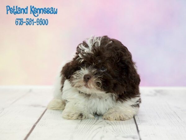 Shihpoo-DOG-Male-Chocolate / White-20300-Petland Mall of Georgia