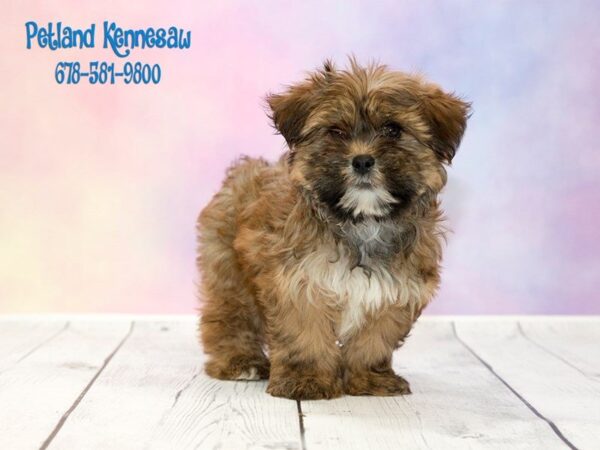 Shorkie Tzu-DOG-Male-FN:BLK MKGS-20270-Petland Mall of Georgia