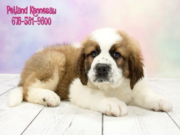 Saint Bernard DOG Male Mahogany and White 20329 Petland Mall of Georgia