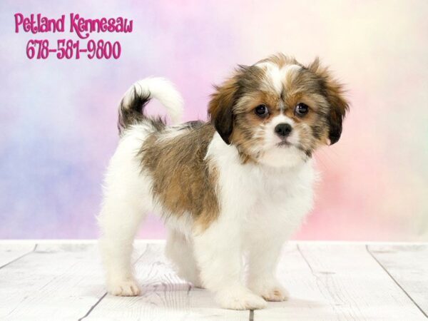 Cava Tzu-DOG-Female-White and Brown-20328-Petland Mall of Georgia