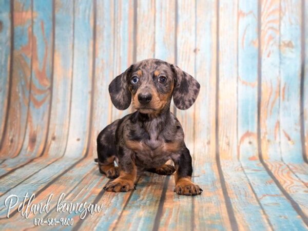 Dachshund DOG Female BLK & TN:DPL 20357 Petland Mall of Georgia