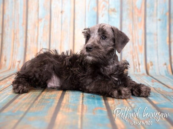 Schnoodle-DOG-Male-SLVR-20369-Petland Mall of Georgia