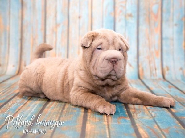 Shar Pei-DOG-Male-Liliac-20385-Petland Mall of Georgia