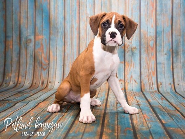 Boxer-DOG-Male-Fawn-20378-Petland Mall of Georgia