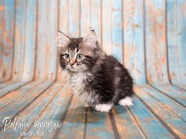 Munchkin-CAT-Male-Brown Tabby-20346-Petland Mall of Georgia