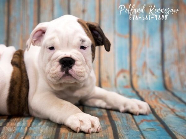 English Bulldog DOG Male White / Brindle 20381 Petland Mall of Georgia