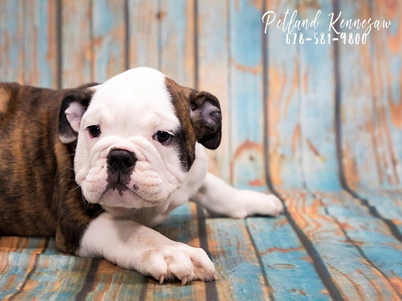 Pelagiia i belyi buldog. Pelagiia … 887094_800.jpg