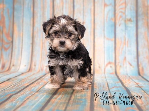 HAVANESE YORKIE-DOG-Female-Black Tan-20404-Petland Mall of Georgia