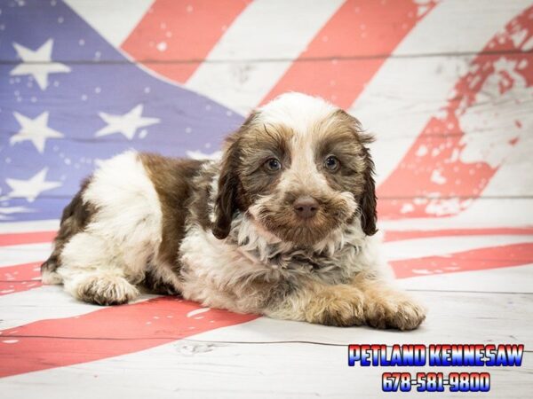 Schnoodle DOG Male Chocolate White 20450 Petland Mall of Georgia