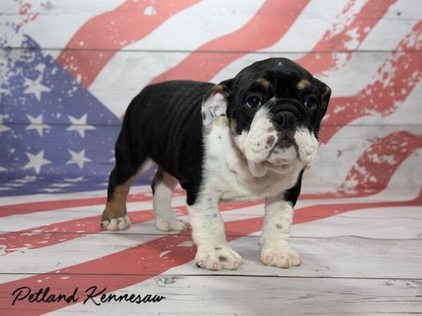 English Bulldog DOG Female BLK FN & WH 20472 Petland Mall of Georgia