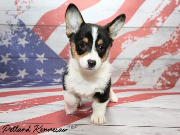 Pembroke Welsh Corgi DOG Female tri 20471 Petland Mall of Georgia